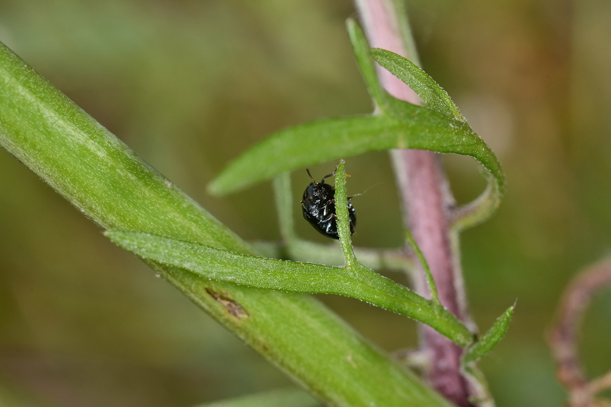 Plagiodera versicolora? S. (Chrysomelidae)